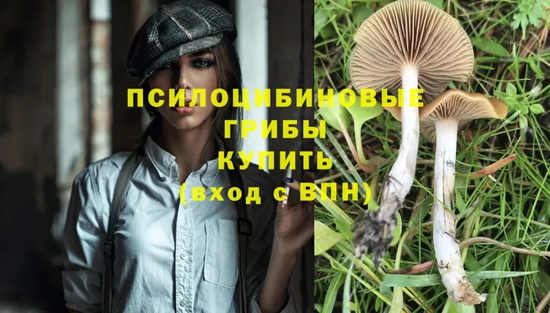 Псилоцибиновые грибы Psilocybine cubensis  купить наркотики цена  Калининград 